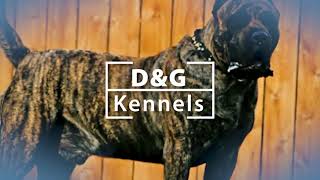 Presa Canario Breeders in Bremen GA  DampG Kennels [upl. by Nosdivad689]