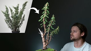 How to Repot a Bonsai tree [upl. by Serrano]