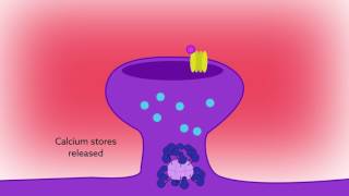 Reading calcium to write memories the importance of CaMKII autophosphorylation [upl. by Rovaert]