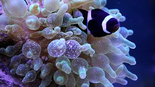 Clown Fish and Anemone Hosting [upl. by Ytsihc]