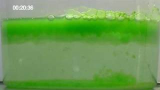 Algae Oil Extraction [upl. by Caswell]