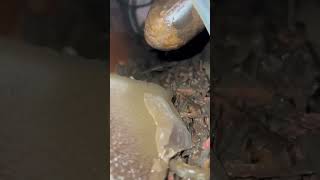 Limescale vs Clean Boiler in Your Coffee Machine coffeemachine boilerservicing coffee italy [upl. by Imak]