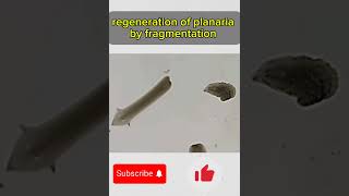 regeneration of planaria by fragmentation🤯🤯 [upl. by Andrey356]