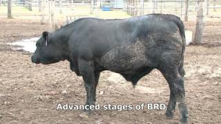 Bovine respiratory disease [upl. by Holbrooke]