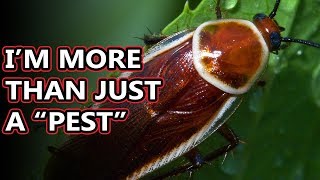 Cockroach facts you only know a few of them  Animal Fact Files [upl. by Lipps]