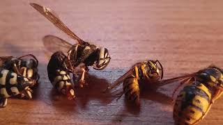 Wasp Species Comparison yellow jackets Hornets Cicada Killers [upl. by Simonette215]