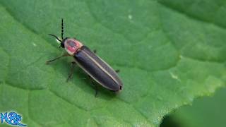 ⟹ Lightning bugs are here The Firefly is in the Lampyridae family [upl. by Einnoc612]