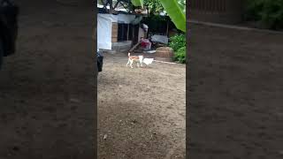 Astaqfirullah angsa kawin sama anjing [upl. by Laurinda]