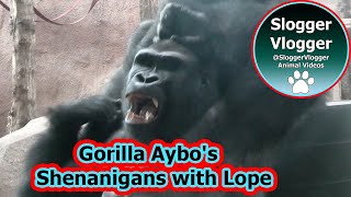 Aybos Mischievous Antics with Gorilla Lope [upl. by Ynnohj]