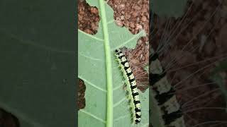 Caterpillars The Strangest Creatures on Earth [upl. by Ahseyt553]