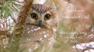 Northern Sawwhet Owl upchucks a pellet [upl. by Avot126]