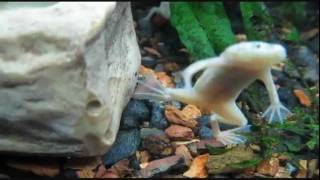 Albino Hypomelanistic Leucistic African Dwarf Frogs Do Exist [upl. by Cirad]