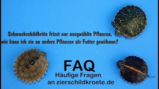 Schildkröte frisst nur ausgewählte Pflanzen Wie an andere gewöhnen FAQ Wasserschildkröten [upl. by Prager]