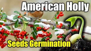 Harvesting and Germinating American Holly Tree Seeds Germination tips [upl. by Ellenor]