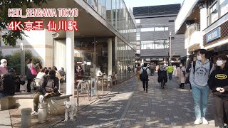 4K【京王仙川駅②】昼編 ぶらぶら散歩【京王線】【仙川】keiosengawaSta tokyo japan【桐朋学園】【小田急バス乗り場】 [upl. by Aurora]