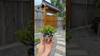 Bonsai Tree for home decor bonsai homedecor [upl. by Amuh]