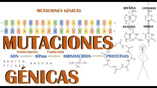 Mutaciones génicas clasificación y caracteristicas [upl. by Roswald]