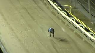 Greyhound 202420112024 Trial 10 [upl. by Alyose]