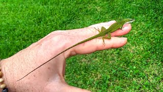 Friendly Green Anole Lizard With Amazing Long Tail [upl. by Pammie235]