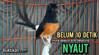 murai batu gacor AMPUH buat PANCINGAN murai batu agar bunyi jadikan burung murai gacor NYAUT EMOSI [upl. by Ellenaj]