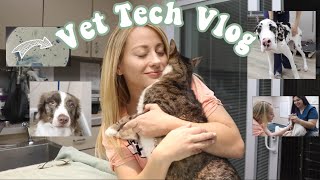 Day In The Life of a Vet Tech  Vet Tech Vlog  Veterinary Technician [upl. by Lleze]