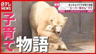 ８頭を産み育てた“スーパーお母さん”！ 絶滅の危機…ホッキョクグマ「ララ」の子育て物語（2021年6月11日放送「news every」より） [upl. by Yenattirb100]