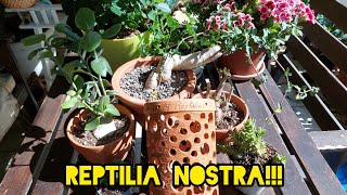 Покупки и Подарки с Выставки 2😆Reptilia NostraΑμυρσωνη [upl. by Brinna821]