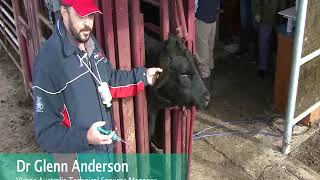 Cydectin Long Acting Injection for Cattle Application Demonstration [upl. by Barbette]