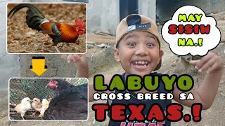 LABUYO CROSS BREED SA TEXAS😲😲May sisiw na [upl. by Boigie]