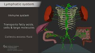 Normal Lymphatic Anatomy and Flow [upl. by Hwang]