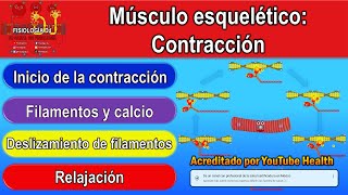 Contracción muscular  Contracción muscular fisiología  Contracción musculo esquelético [upl. by Codie]