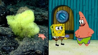 SpongeBob and Patrick FishLooking Species Spotted in Ocean [upl. by Sollows]