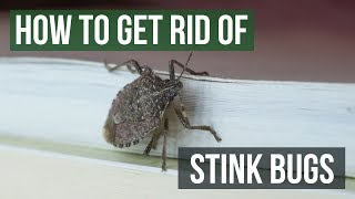 How to Get Rid of Stink Bugs 4 Easy Steps [upl. by Nyllewell]