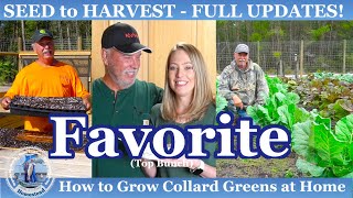 How to Grow our FAVORITE Collard Greens from SEED to Harvest at Home [upl. by Vikki]