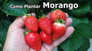 Como Plantar Morango da forma mais Fácil que Existe passo a passo [upl. by Anayt241]