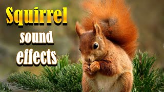 Squirrel sound effect  What sounds do Squirrels make [upl. by Benzel]