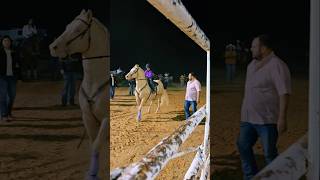 Rodeo in Laredo tx viralvideo shorts cowgirl horse music rodeo valentinasosa jdlpuma208 [upl. by Gleason]