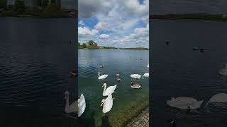 Relaxing Morning in Willen Lake  Summer Times in UK relaxing nature meditation londontamil [upl. by Ut854]