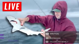 Offshore Fishing Live caught a shark [upl. by Fletch]