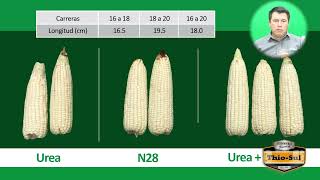 N28 UAN32 estabilizado con ThioSul para reducir perdidas por volatilización [upl. by Kacey27]