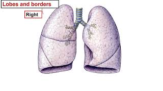 Surface anatomy  pleura lung [upl. by Kho328]