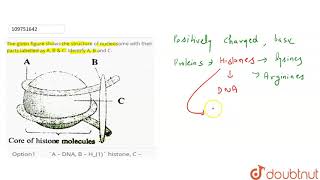 The given figure shows the structure of nucleosome with their parts labelled as A B amp C Identify [upl. by Oflunra966]