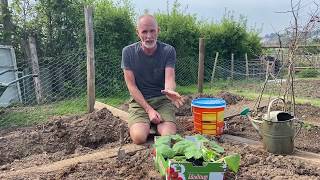 How to plant and grow courgettes zucchini [upl. by Argyres]