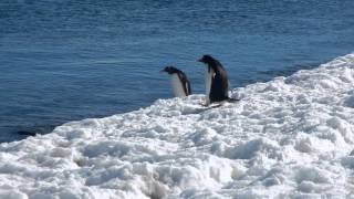 Gentoo Penguins  Antarctica [upl. by Dnomsed]