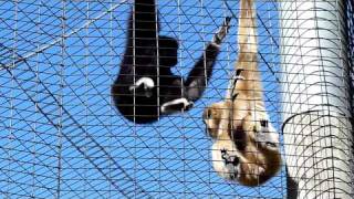 Gibbons  The Whooping Monkeys [upl. by Yentruok]