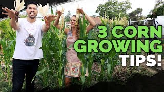 3 Epic Tips For Growing Corn [upl. by Keslie]