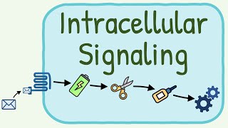 Intracellular Signaling  Second Messenger System [upl. by Atalaya]