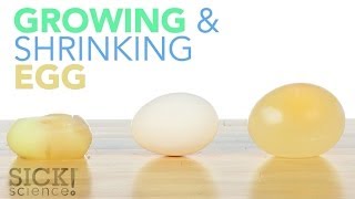 Growing and Shrinking Egg  Sick Science 187 [upl. by Oswell]