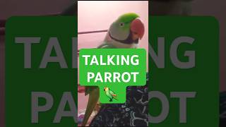 Pet Parrot 🦜 I Sonai Tia  Alexandrine parakeet  Talking Parrot [upl. by Arded]