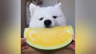 ASMR Dog Eating Yellow Watermelon [upl. by Hgeilhsa]